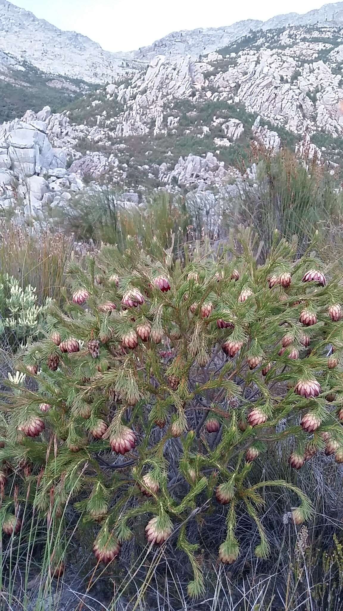 Image of Protea nana (Berg.) Thunb.