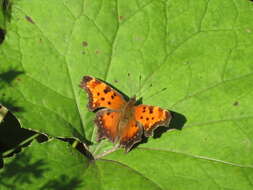 Image of Gray Comma