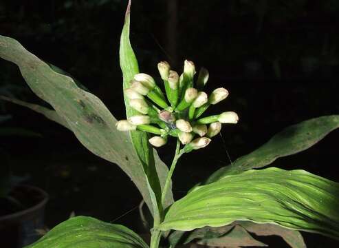 Image of young palm orchid