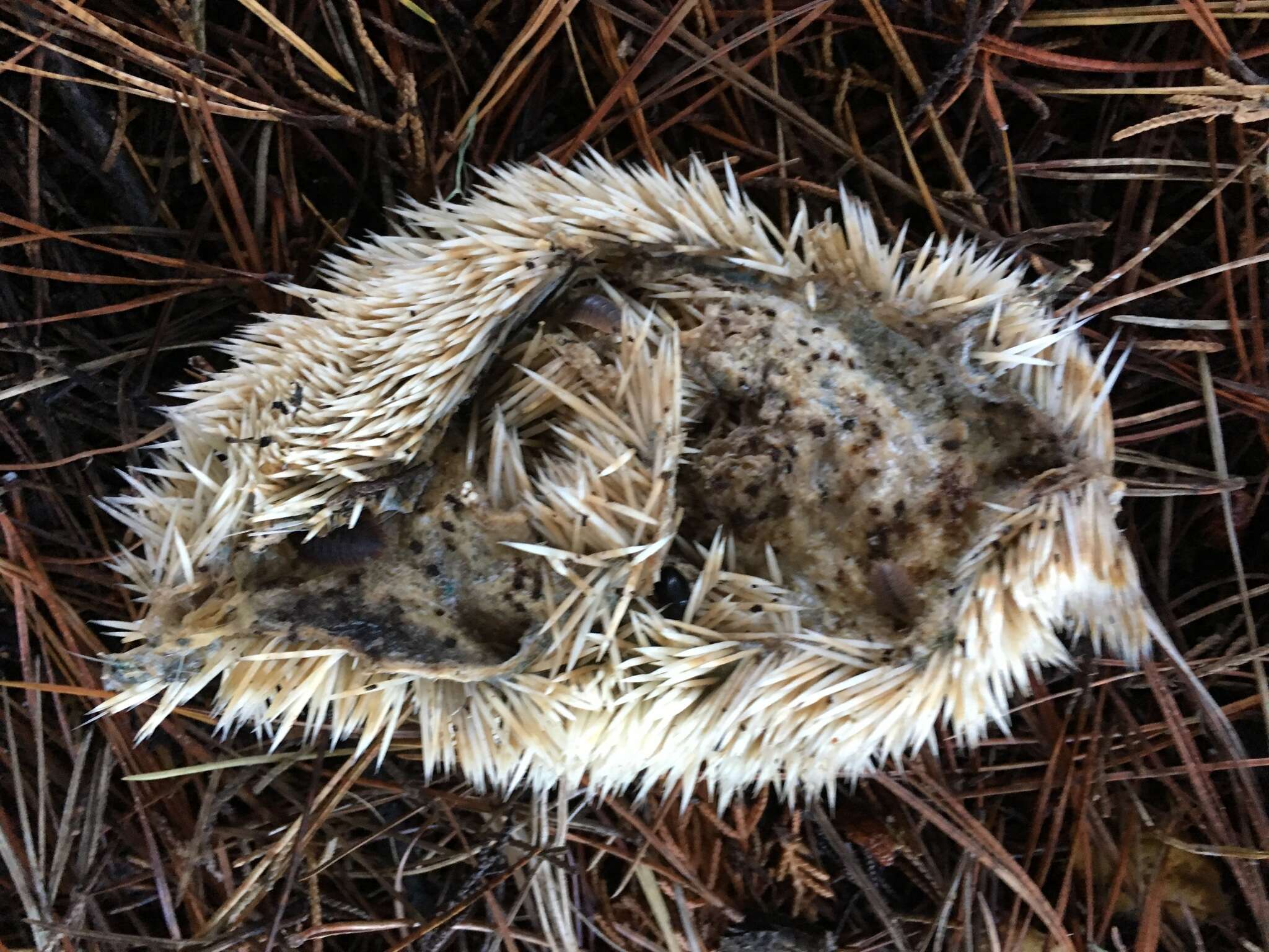 Image of Four-toed Hedgehog