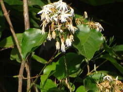 Image of Jasminum malabaricum Wight