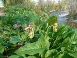 Plancia ëd Symphytum bulbosum C. Schimper