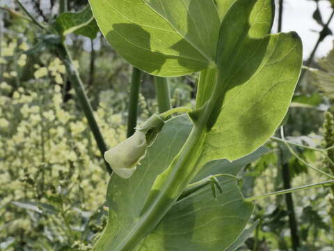 Image of Cyprus-vetch