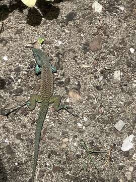 Image of Ameiva tobagana Cope 1879