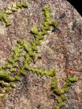 Image of Frullania pycnantha (Hook. fil. & Taylor) Gottsche, Lindenb. & Nees