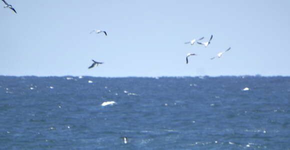 Image of Cape Gannet