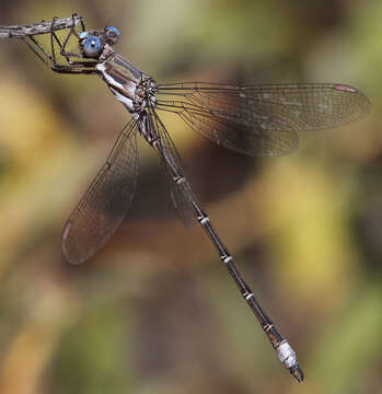 Image of Archilestes californicus McLachlan 1895