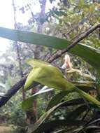 Image of Maxillaria fletcheriana Rolfe