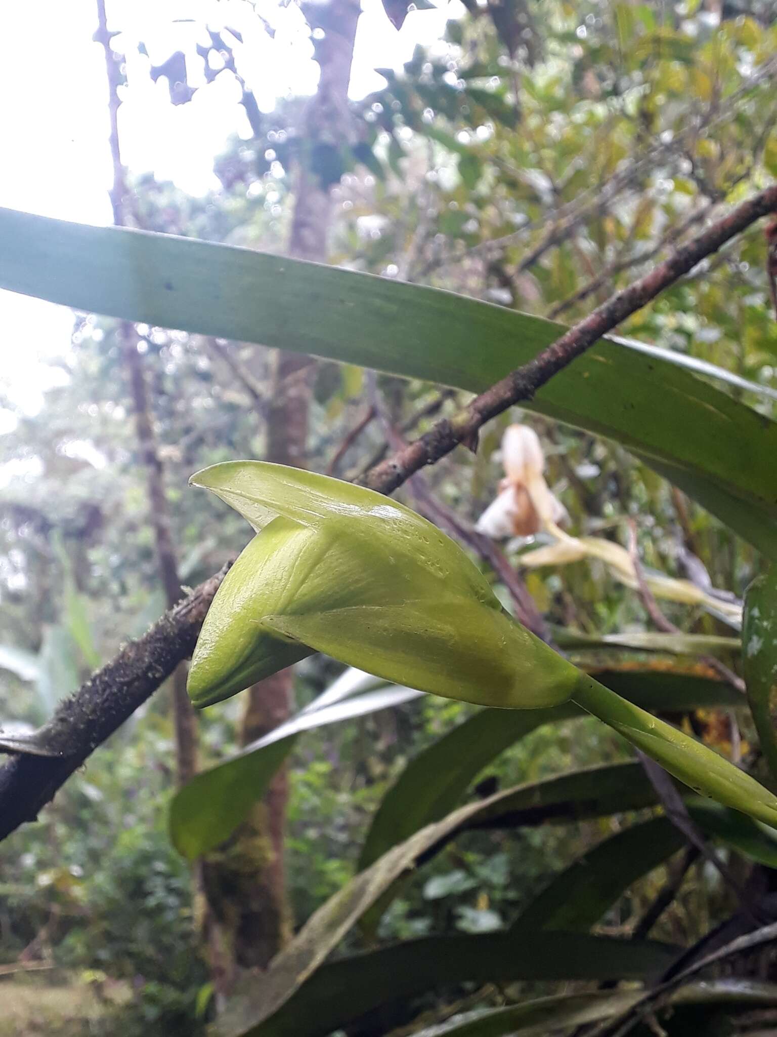 Image of Maxillaria fletcheriana Rolfe