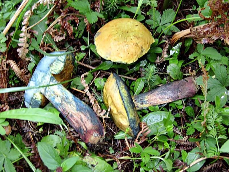 Image of Deceiving Bolete