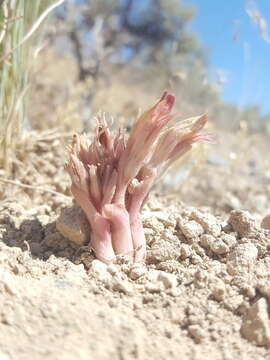 Image of flat-top broomrape