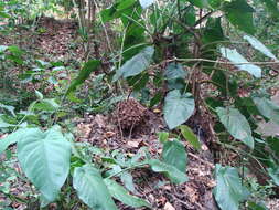 Image of Dioscorea mexicana Scheidw.