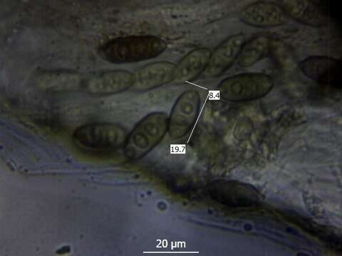 صورة Pyrenula occidentalis (R. C. Harris) R. C. Harris