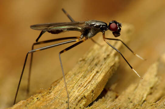 Imagem de Rainieria latifrons (Loew 1870)