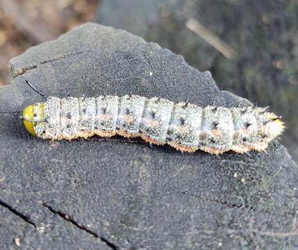 Image of Anisota leucostygma (Boisduval 1872)