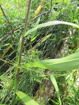 Plancia ëd Brachiaria fasciculata (Sw.) Parodi