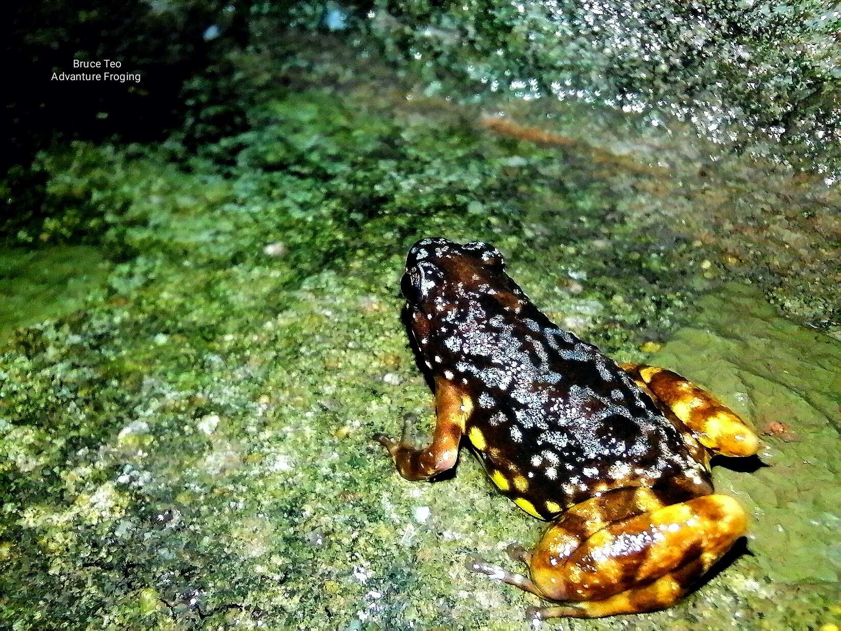 Image de Chaperininae Peloso, Frost, Richards, Rodrigues, Donnellan, Matsui, Raxworthy, Biju & Lemmon et al. 2016