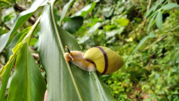 Image of <i>Amphidromus palaceus</i>