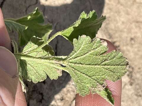 Imagem de Sphaeralcea fendleri A. Gray