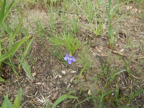 Image of prairie violet