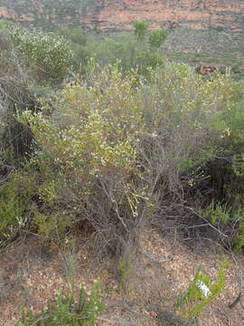 Image of Phylica rigidifolia Sond.