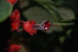 Image of Glossoloma oblongicalyx (J. L. Clark & L. E. Skog) J. L. Clark