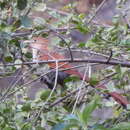 Sivun Piaya cayana mexicana (Swainson 1827) kuva