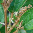 Image of Croton peraeruginosus Croizat