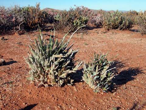 Image of Euphorbia friedrichiae Dinter