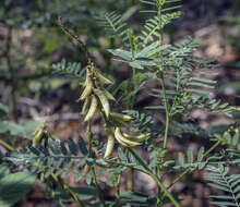 Image of Russian milkvetch