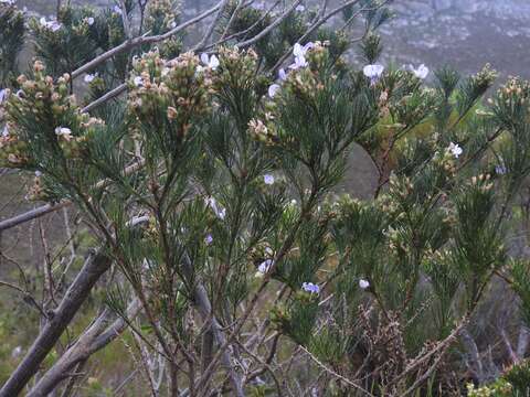 Psoralea ivumba的圖片