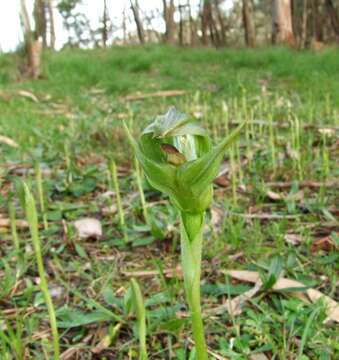 Слика од Pterostylis curta R. Br.