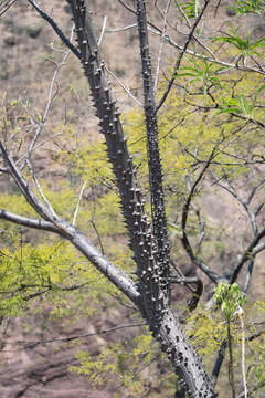 Image of Ceiba aesculifolia subsp. aesculifolia