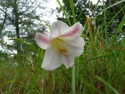 Image of Formosa lily