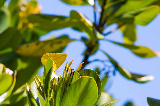 Image of Large Orange Sulphur