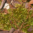 Image of bryoandersonia moss