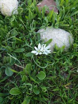 Imagem de Ornithogalum iraqense Feinbrun