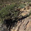 Image of Commiphora capensis (Sond.) Engl.