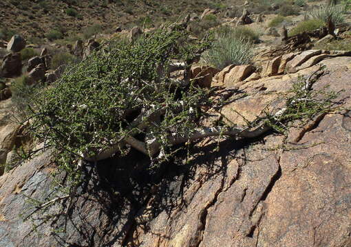 Image of Commiphora capensis (Sond.) Engl.