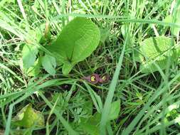 Image of Aristolochia foetida Kunth