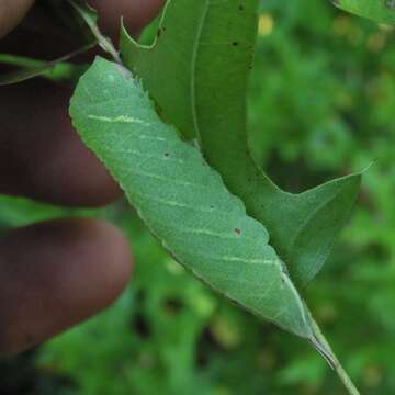 Imagem de Macrurocampa marthesia Cramer