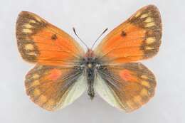 Image of Colias eogene Felder & Felder 1865