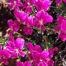 Image of Pelargonium sericifolium J. J. A. Van der Walt