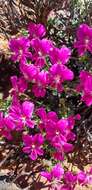 Image of Pelargonium sericifolium J. J. A. Van der Walt