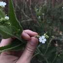 Image of Caperonia cordata A. St.-Hil.