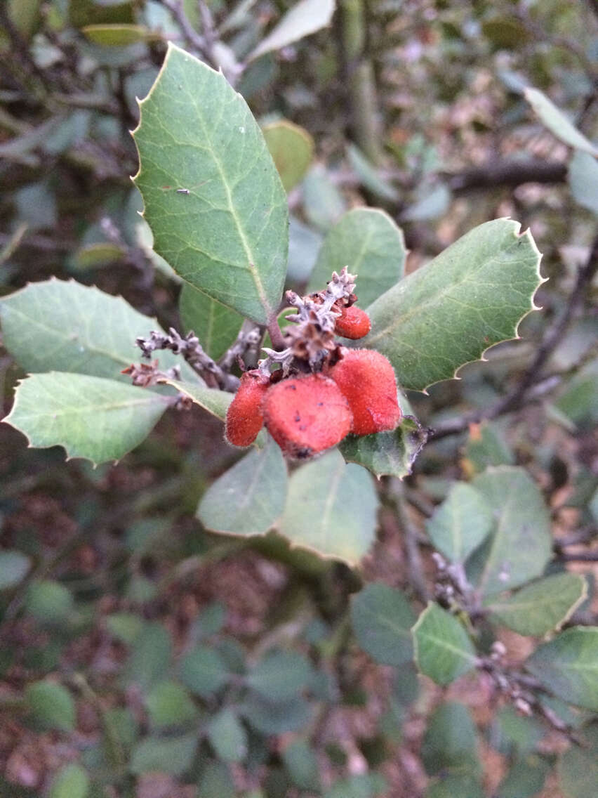 Image of lemonade sumac