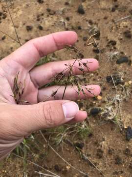 Слика од Deschampsia cespitosa subsp. cespitosa