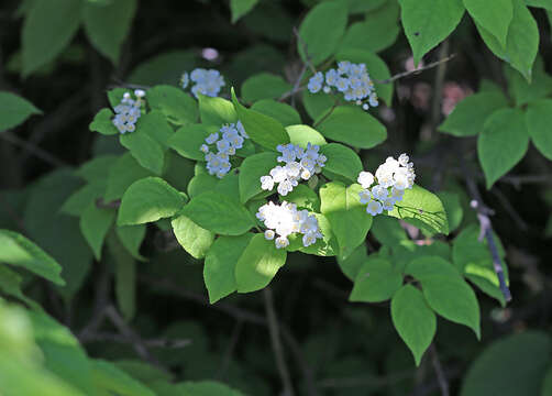 Image of Mongolian pride-of-Rochester