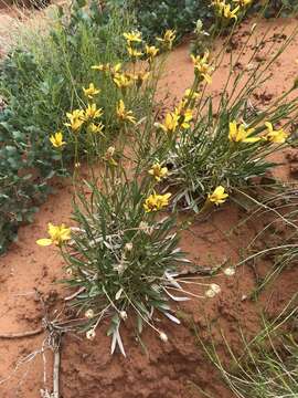 Image of thrift mock goldenweed