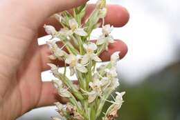 Image of Tropical False Rein Orchid